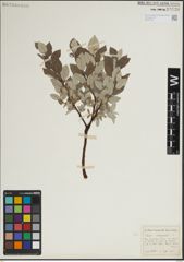 Foto von Salix lapponum L.